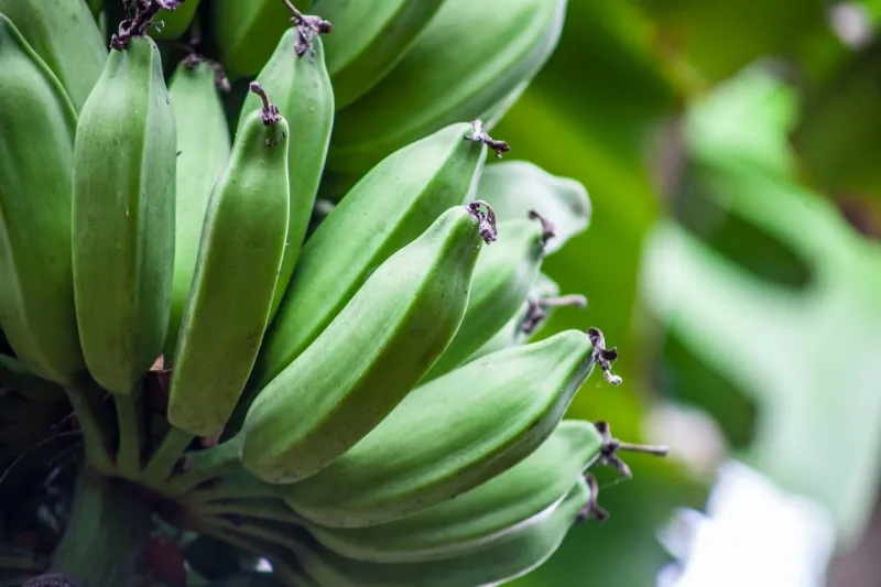 Seeds Across the Water: How Caribbean Diaspora Gardeners Are Quietly Keeping Caimito Alive in America