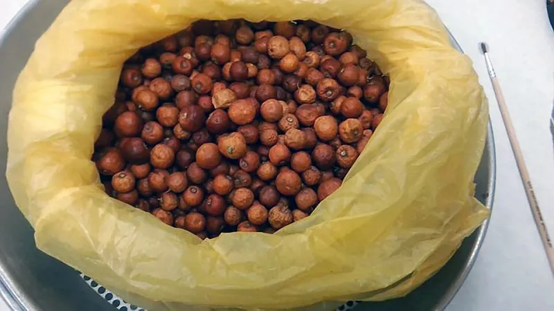 Suitcases Full of Caimito: Inside Florida's Underground Star Apple Trade