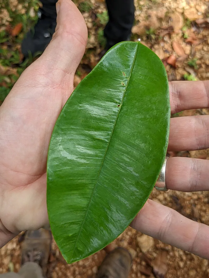 Puerto Rico Grows Star Apple Like Nowhere Else in the US — Here's the Uncomfortable Reason Why