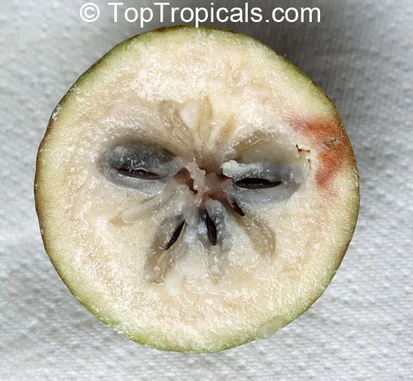 Why Star Apples Turn Brown After Cutting — and What You Can Actually Do About It
