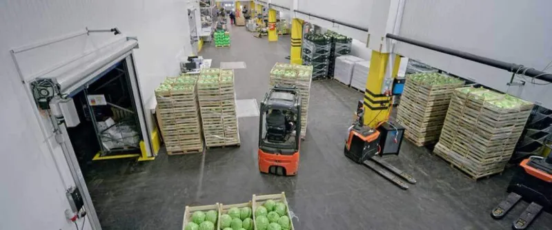 Bruised, Mushy, and Basically Unsellable: The Real Reason Star Apples Keep Dying in Transit