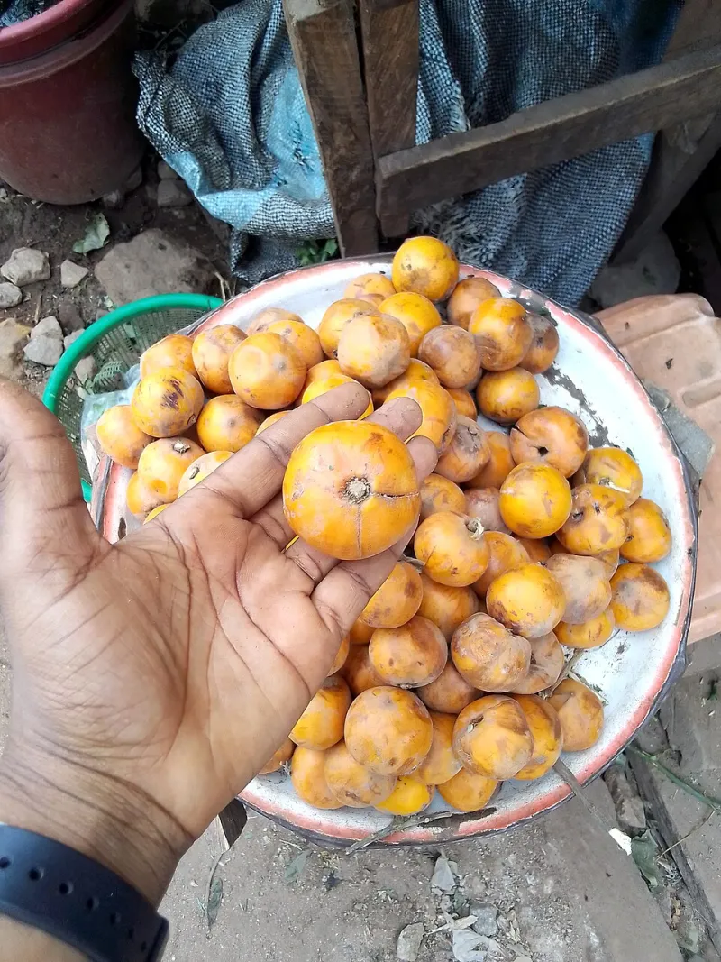 5 Things People Keep Getting Wrong About Star Apple's Health Benefits