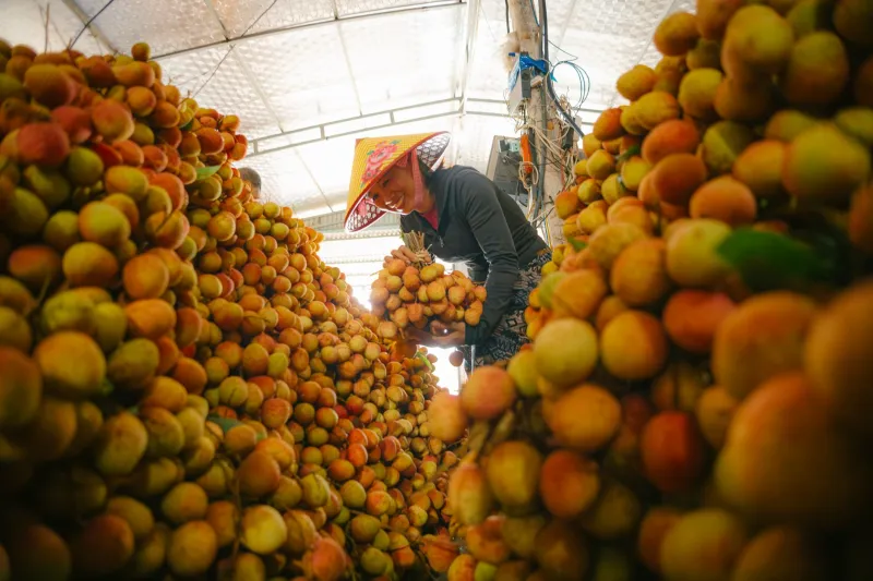 Why Tropical Fruit Distributors Keep Passing on Caimito — and How to Change That